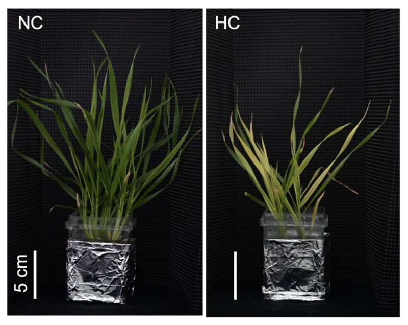 images of wheat with treatments