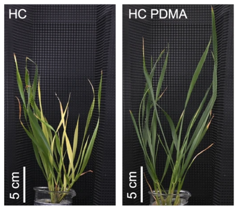 images of wheats grown at different stress levels