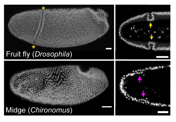 images of fly embryo