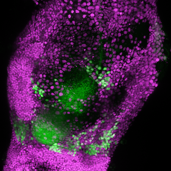 image of lateral horn neurons in the brain