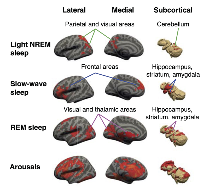 illustrations of brain regions