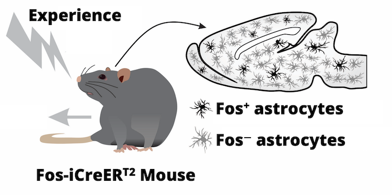 illustration of the experiment in this study