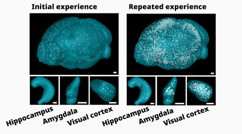 image of Fos+ astrocytes