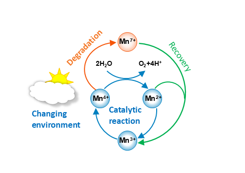schematic showing catalytic reaction, degradation and recovery