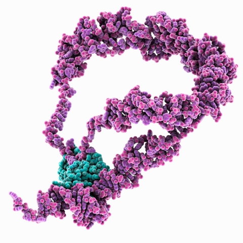 image of messenger RNA