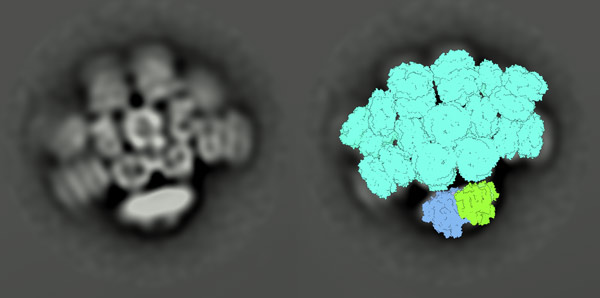 image of phycobilisome–photosystem II