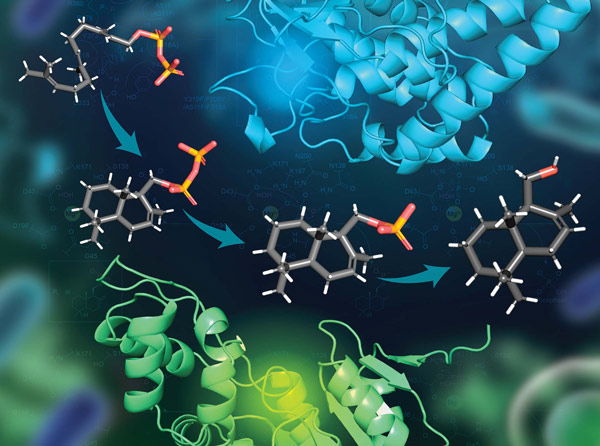 image of the catalysis of the biosynthesis of a terpenoid