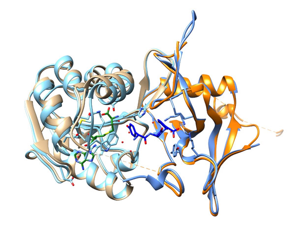 image of enzyme complex 