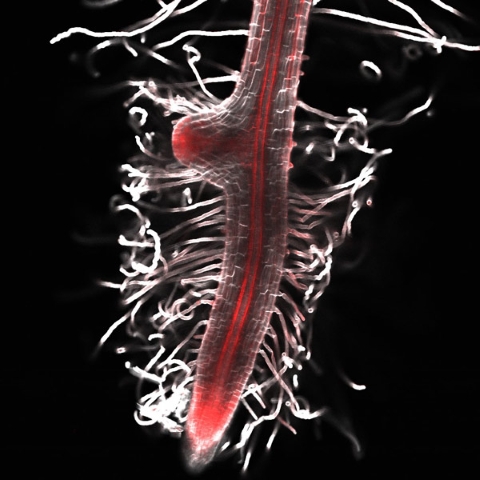 image of an haustorium developing in Phtheirospermum japonicum