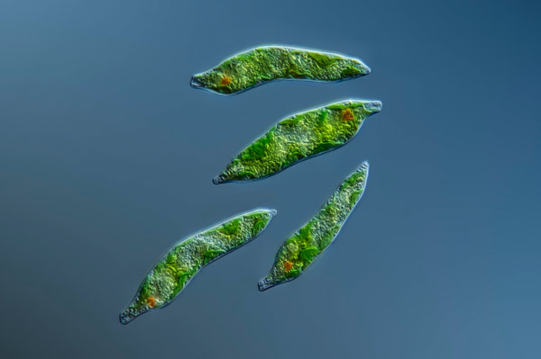 image of Euglena