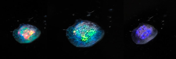 image of the ferroelectric liquid crystals