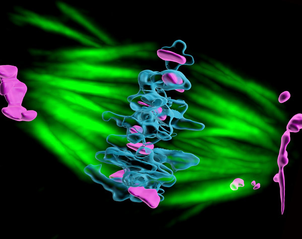 Image of protein-based artificial kinetochores, spindle microtubules, chromosomes
