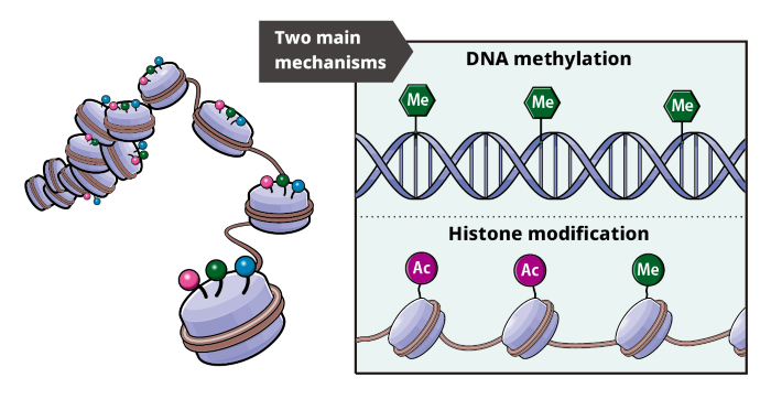 schematic diagrams of epigenome 