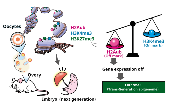 image of function of H3K27me3