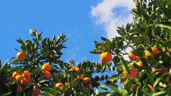 Image of a mandarin orange tree