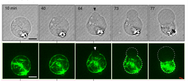 confocal images of a liposome