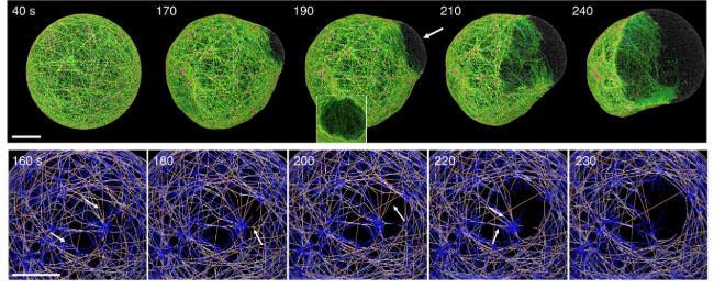 images of computational model for bleb formation