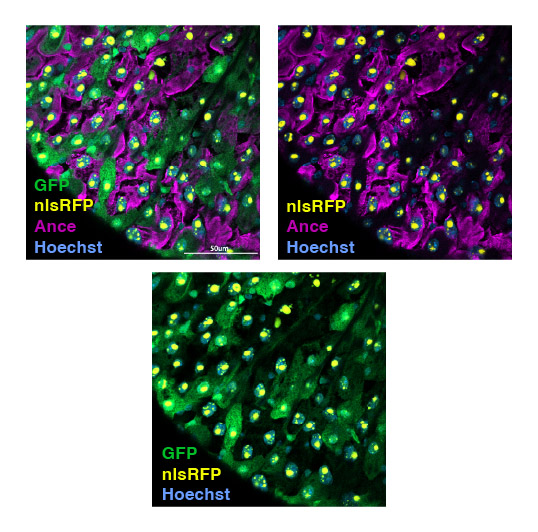 images of fly gut epitherial cells undergoing erebosis